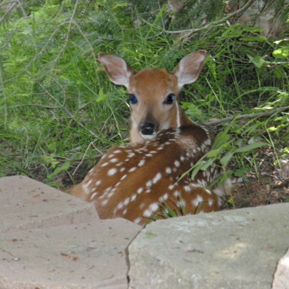 906fawn